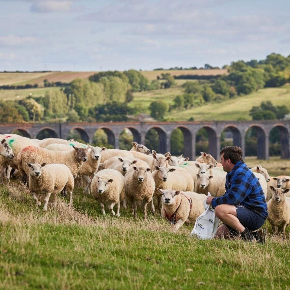 Britiske sauer på gård som leverer sporbar ull til Woolroom